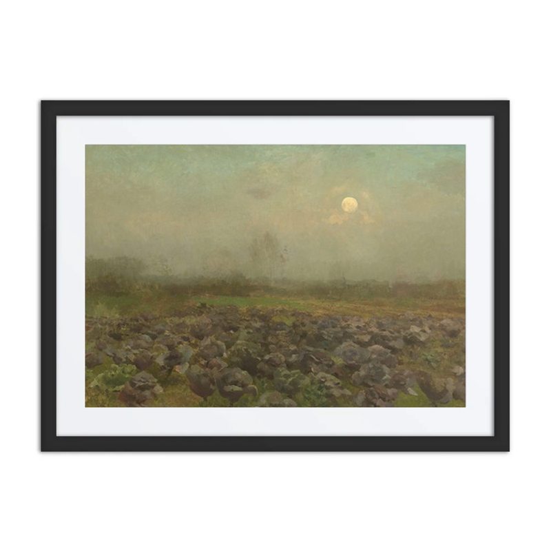 Cabbage Field by Moonlight