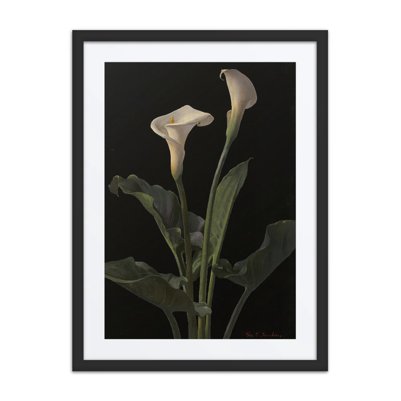 Calla Lilies
