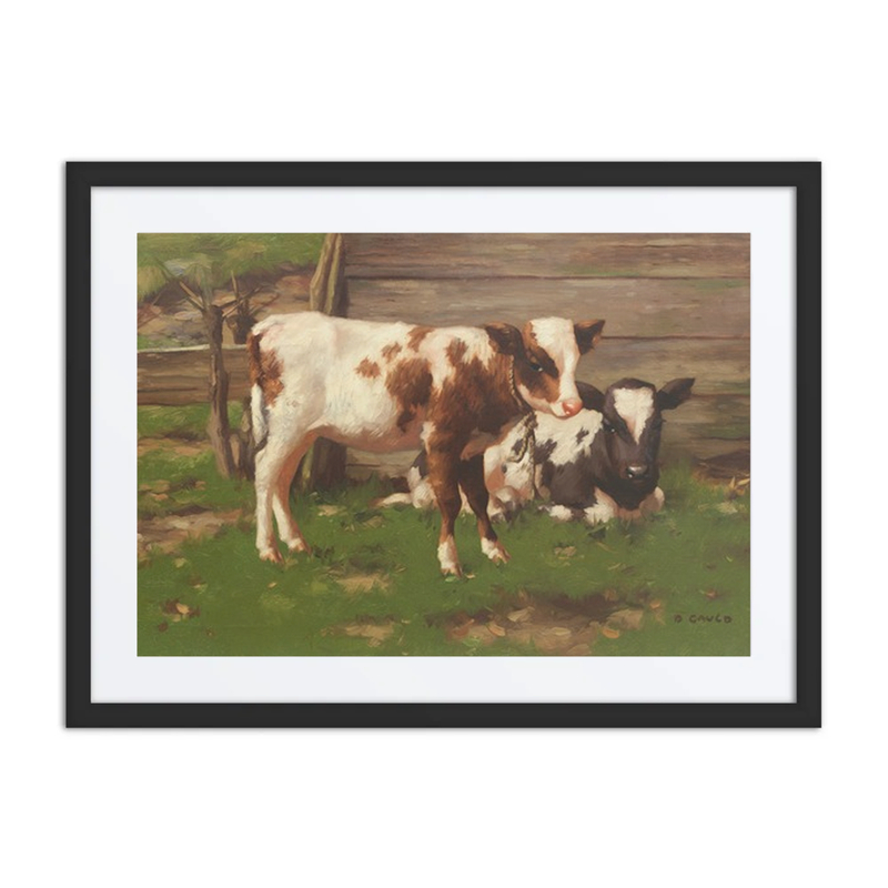 Calves Outside a Barn