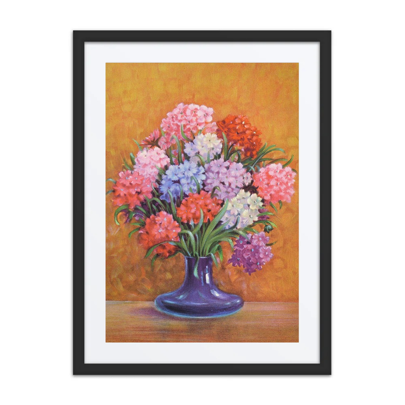Candytuft