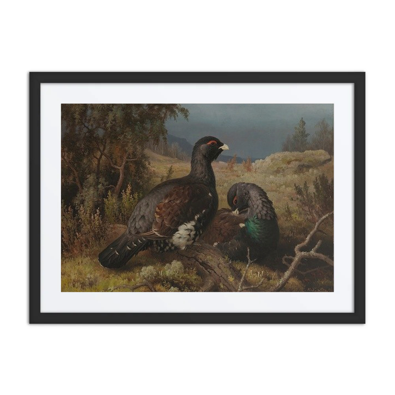 Capercaillie Cocks