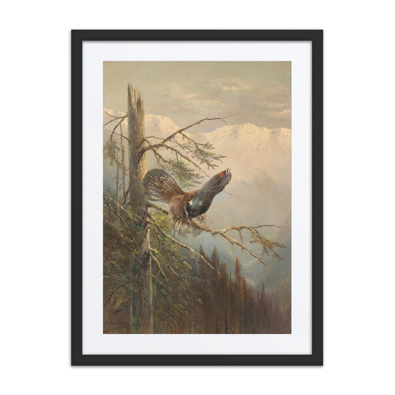 Capercaillie Courting