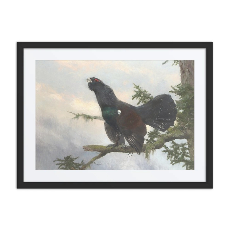 Capercaillie on a Branch