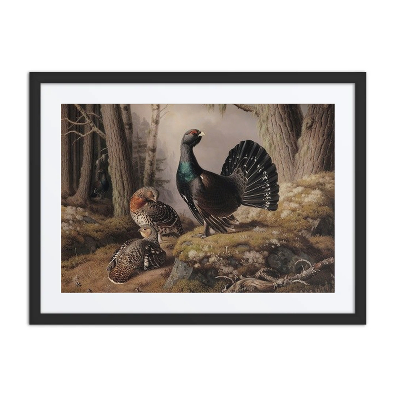 Capercaillies Courting