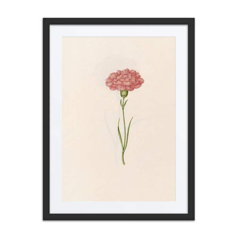 Carnation