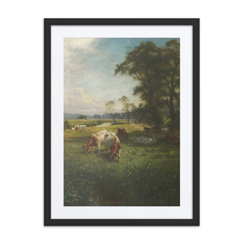 Cattle Grazing