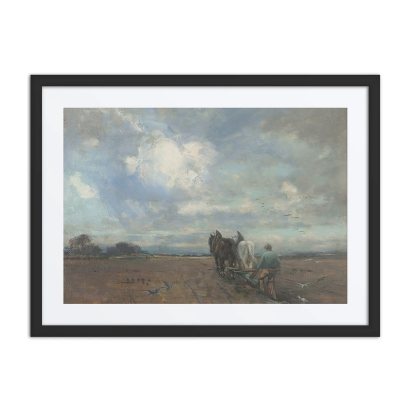 Cattle Ploughing
