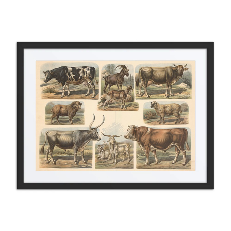 Cattle, Sheep, and Goats