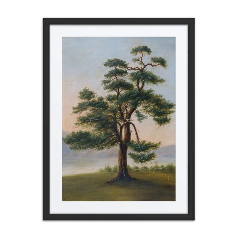 Cedar Tree