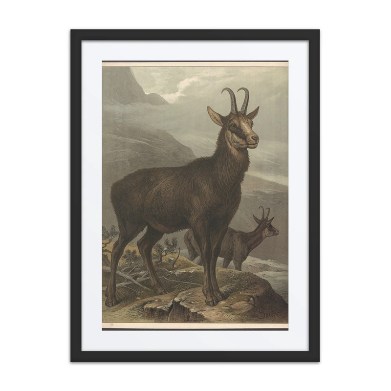 Chamois