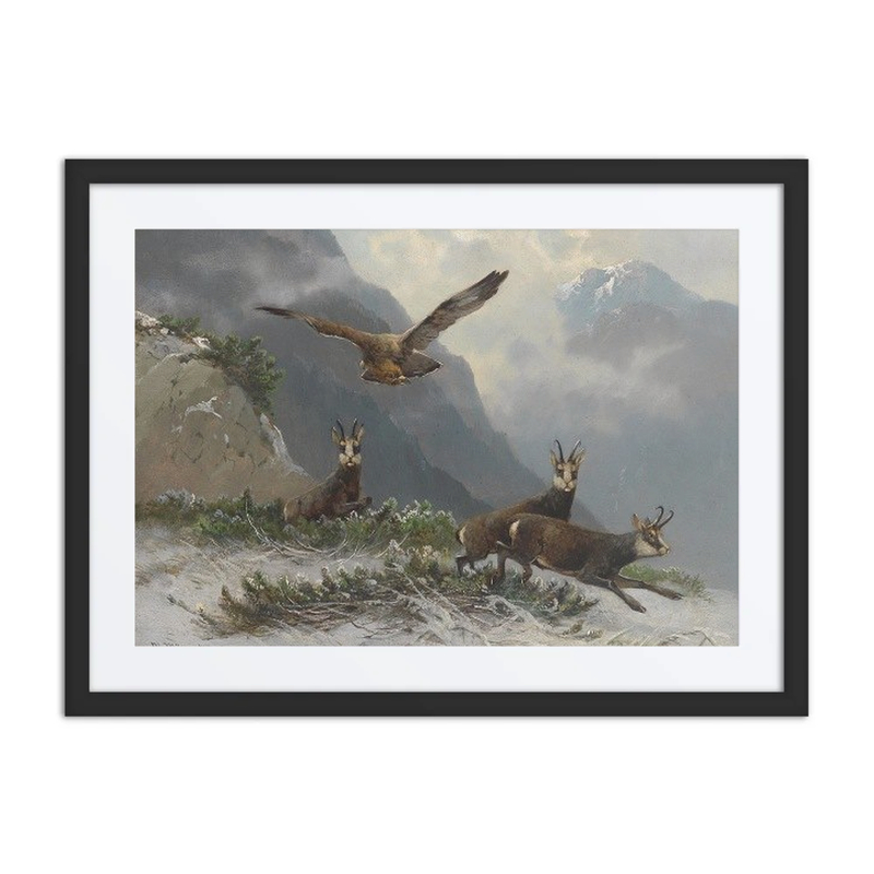 Chamois in the High Mountains