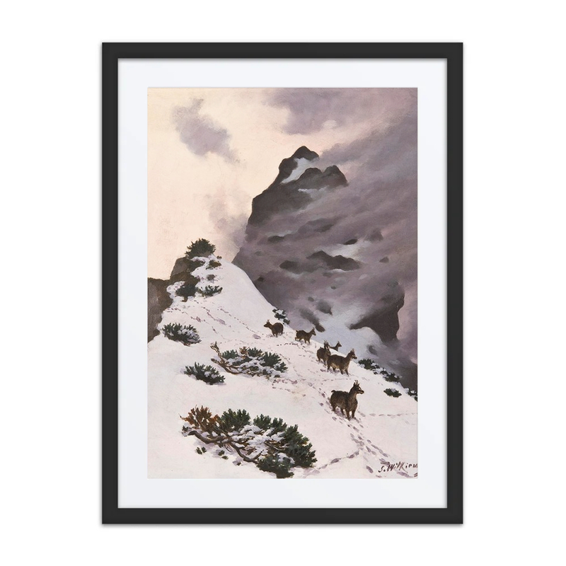 Chamois in the Mountains