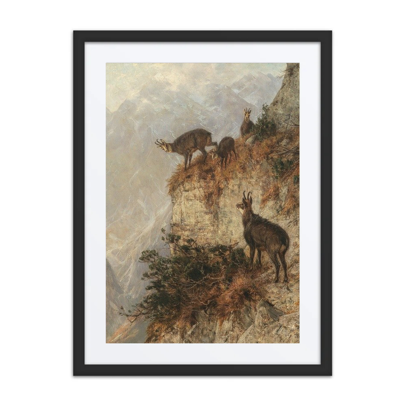 Chamois on a Mountain Ledge