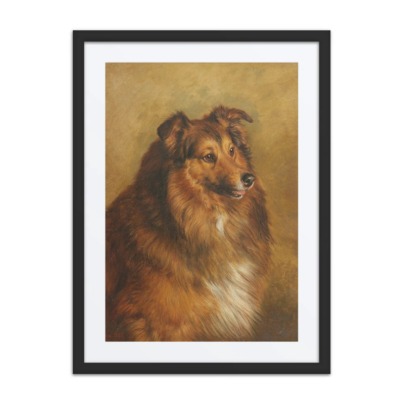 Champion ‘Eclipse’ – a Sable and White Rough Collie
