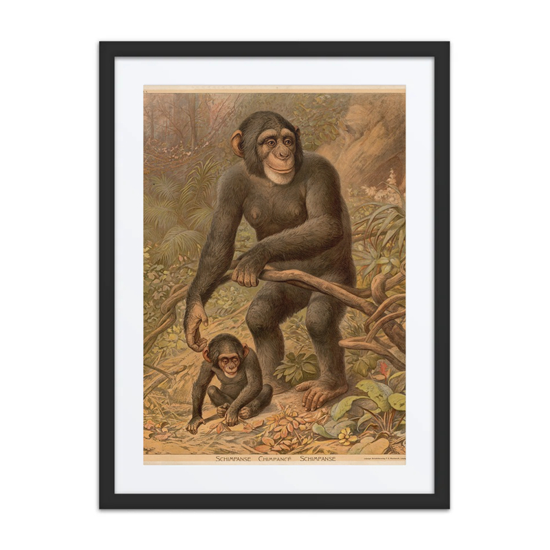 Chimpanzee