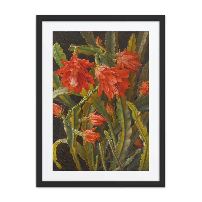 Christmas Cactus