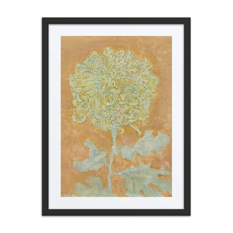 Chrysanthemum