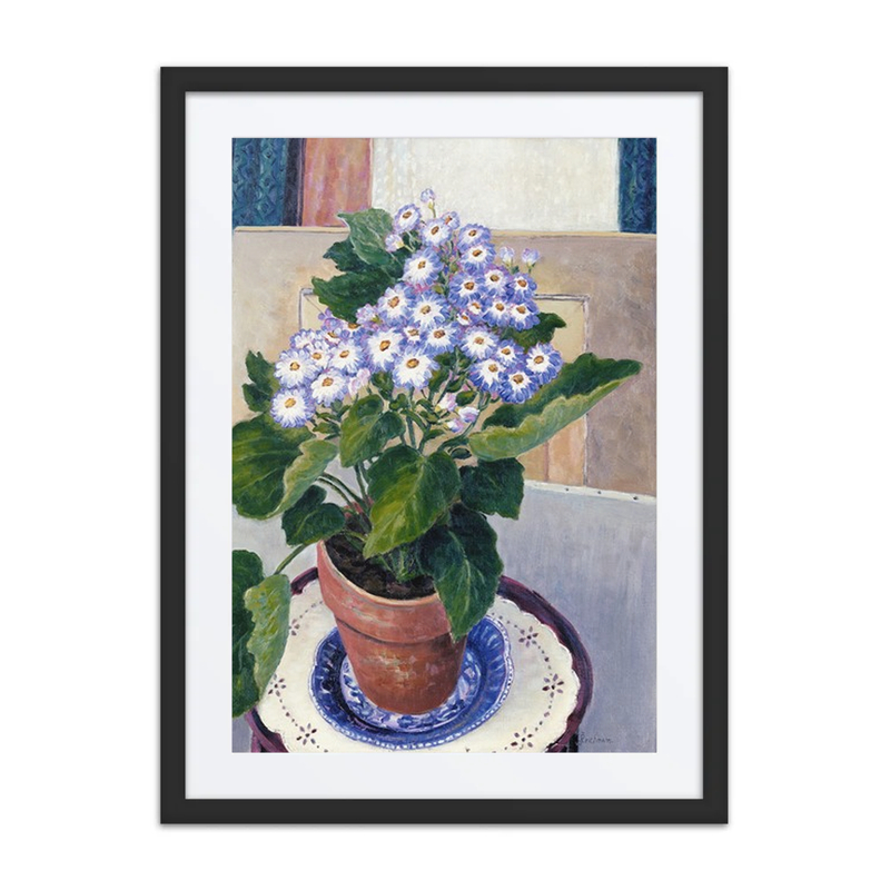 Cineraria