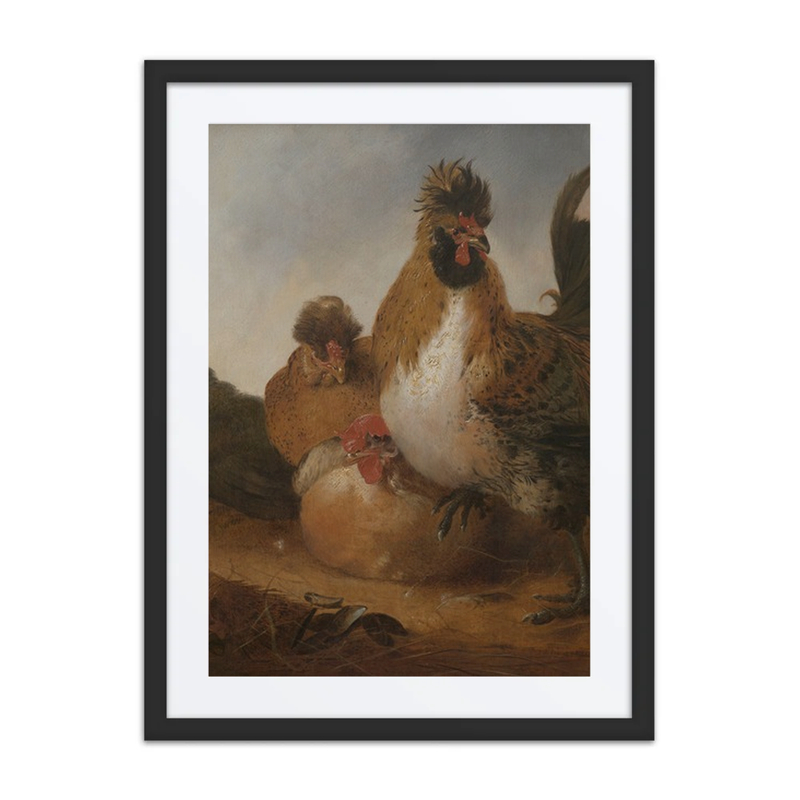 Cock and Hens