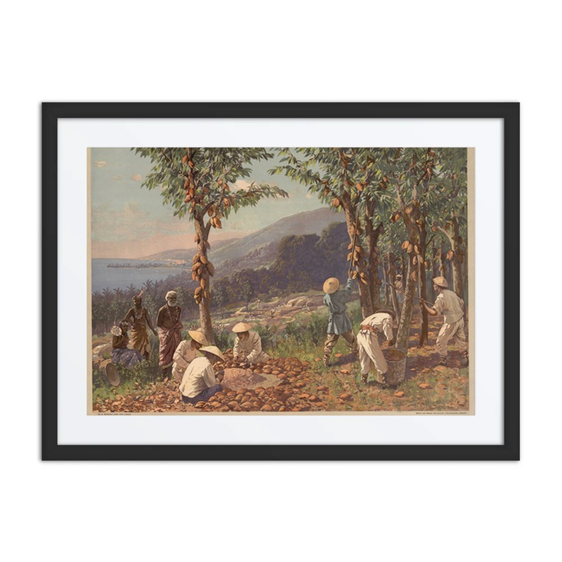 Cocoa Plantation in Samoa