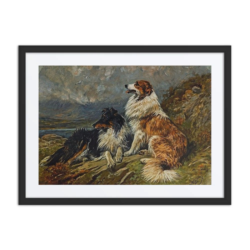 Collies on the Moor