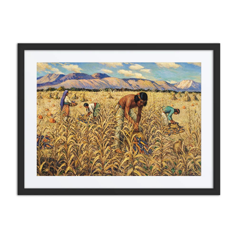 Corn Harvest at Santo Domingo