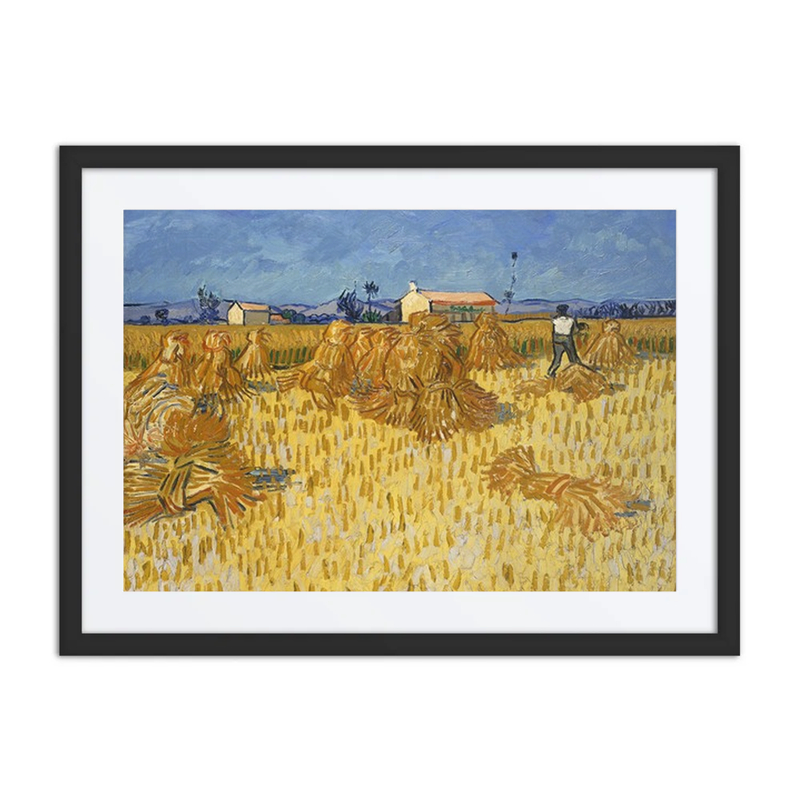 Corn Harvest in Provence