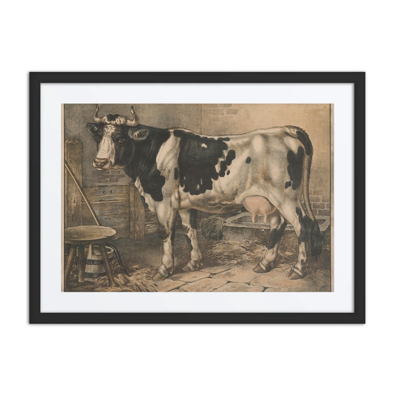 Cow