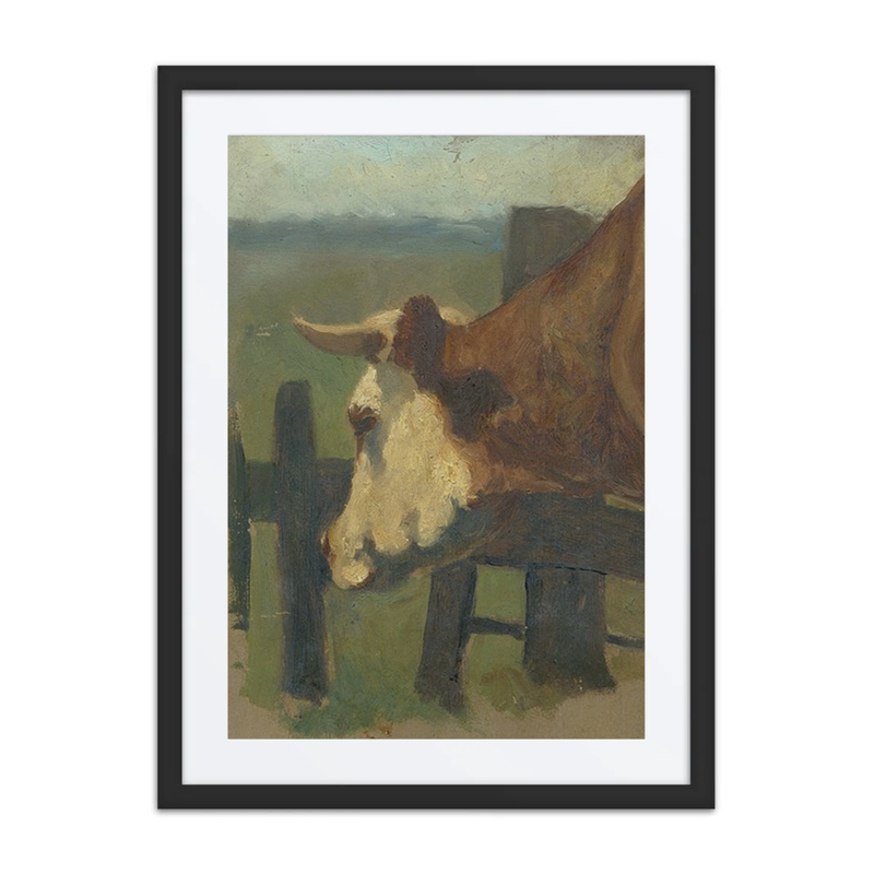 Cow (Head and Neck)