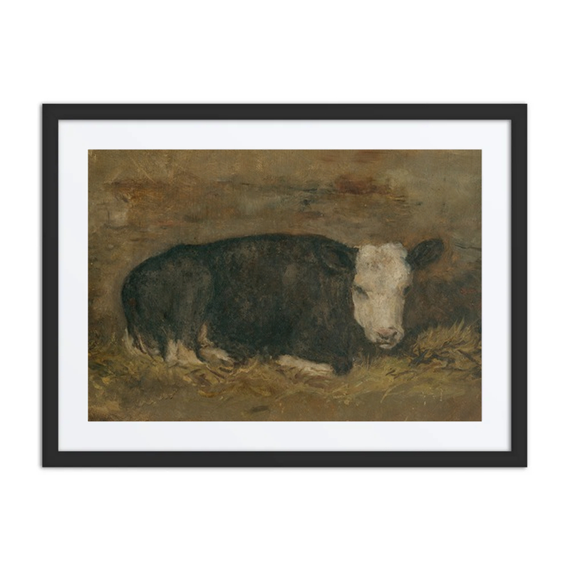 Cow Lying in a Cowshed