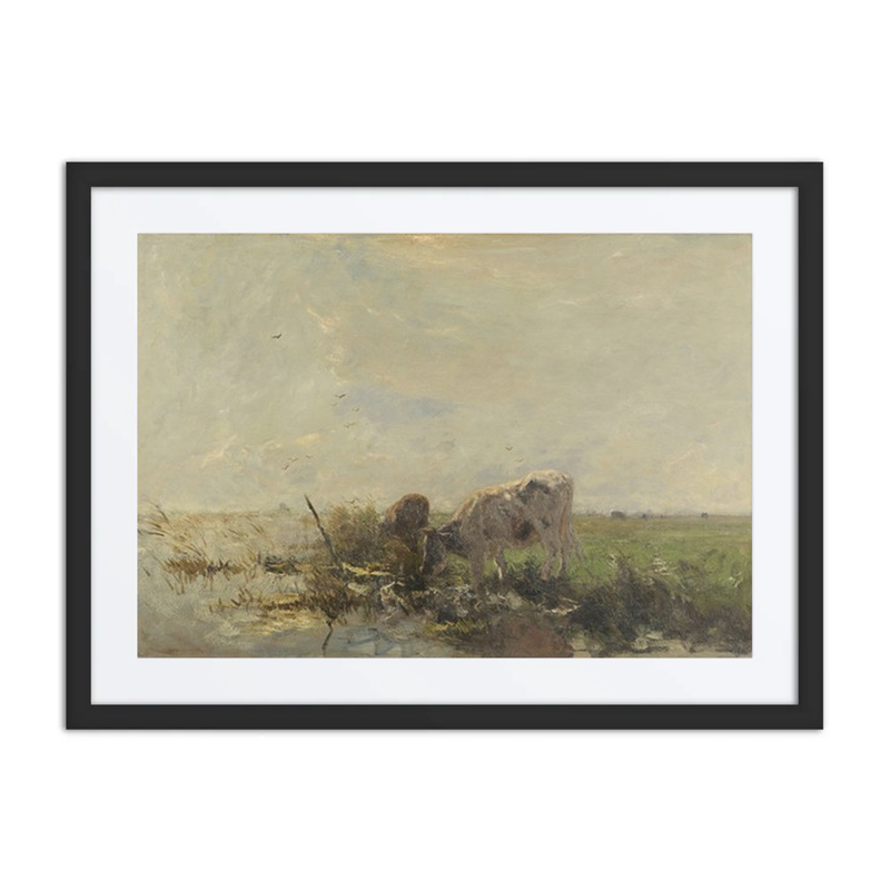 Cows by a Pool