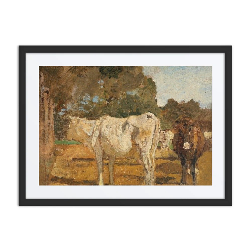 Cows