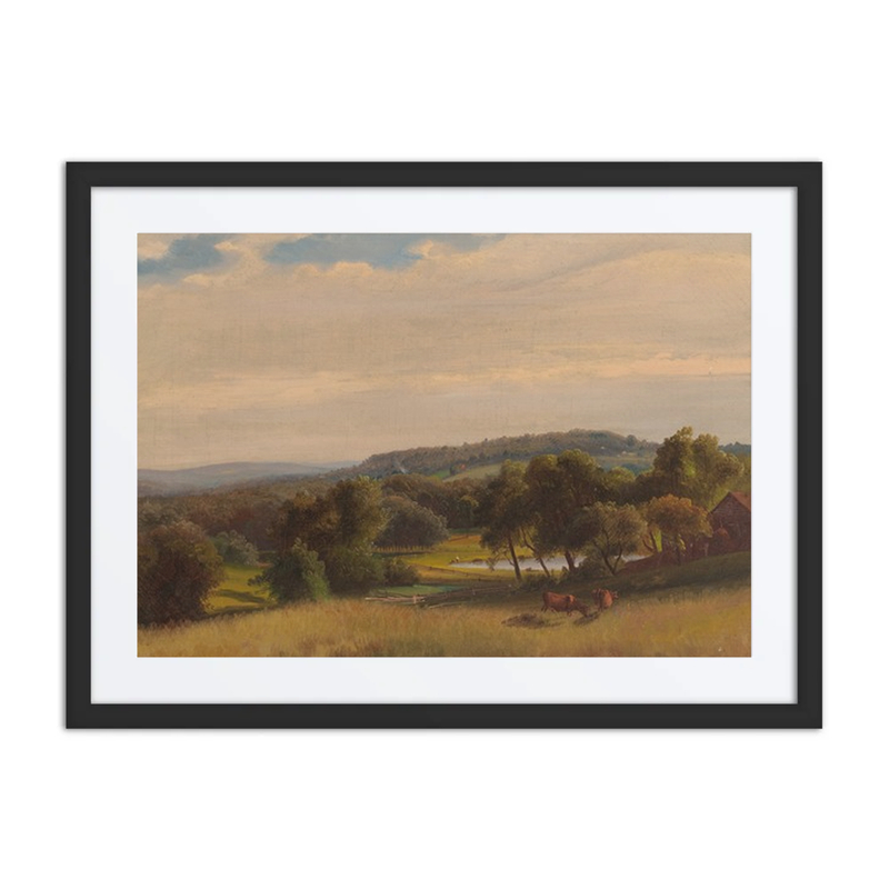 Cows Grazing in a Pasture