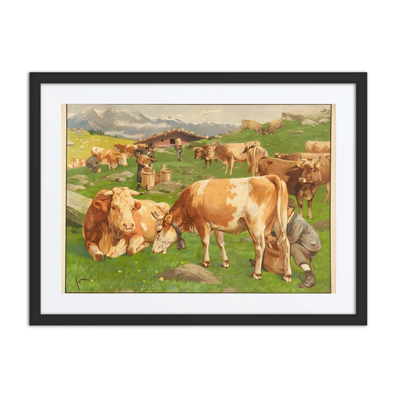Cows Grazing