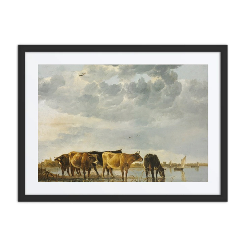 Cows in a River
