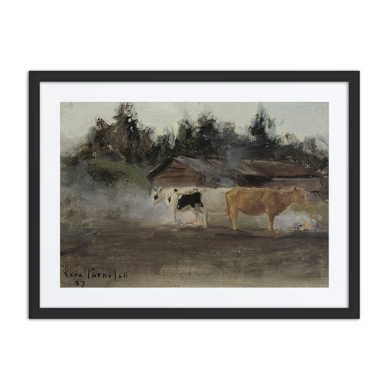 Cows in Turf Smoke