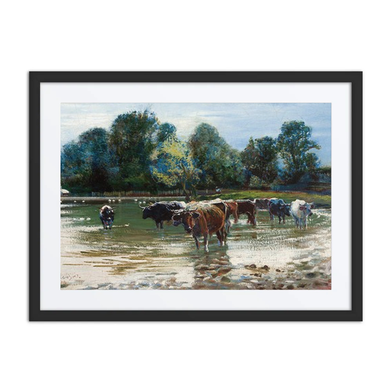Cows Wading in the River