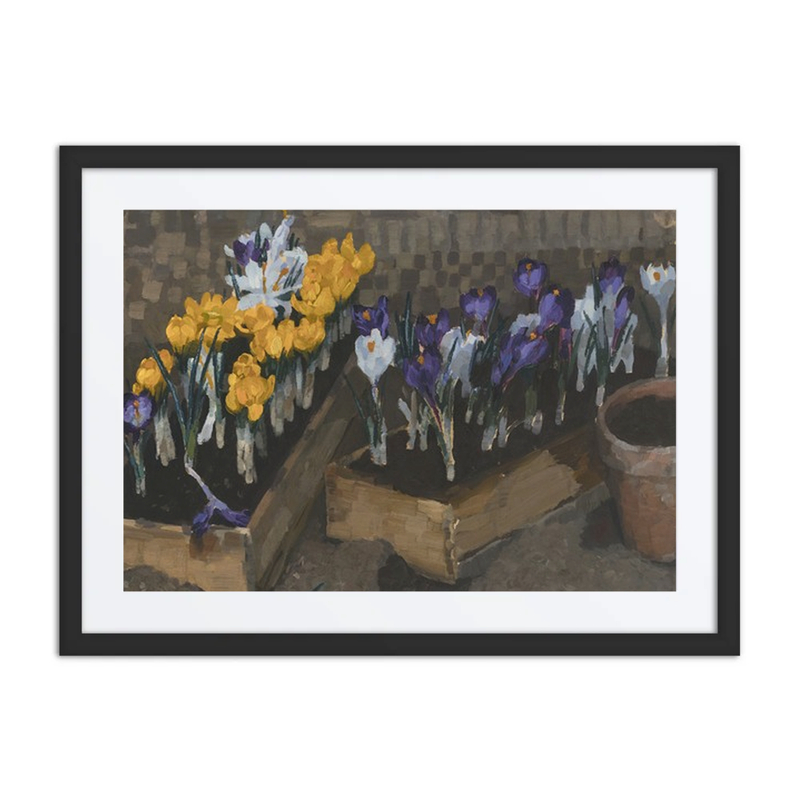 Crocuses