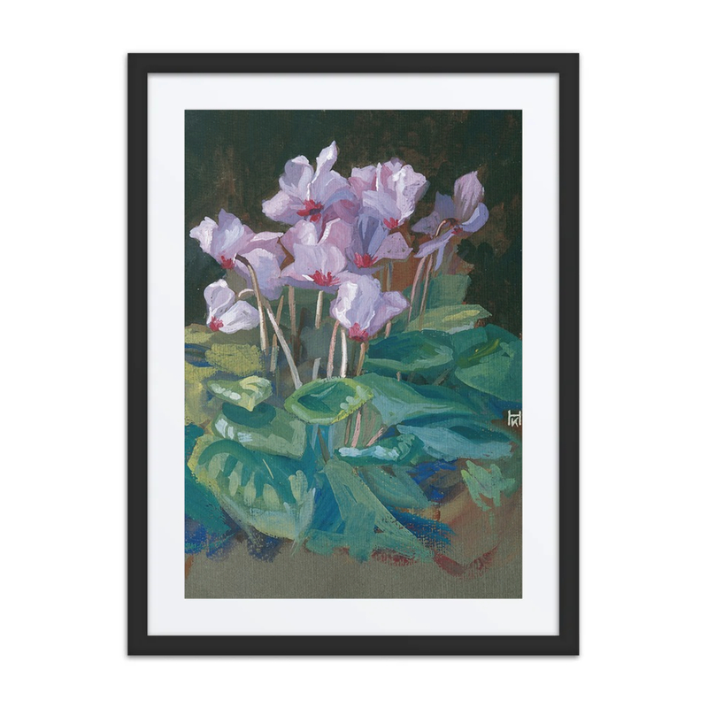 Cyclamen