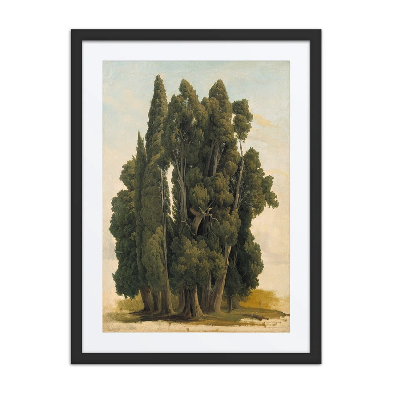 Cypresses. Study