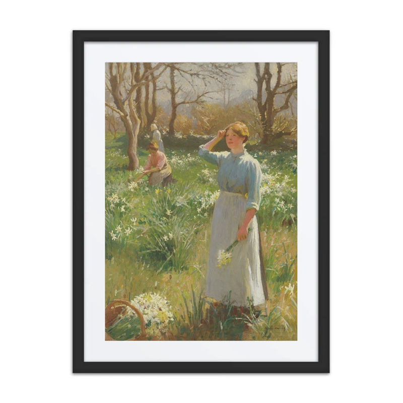Daffodils