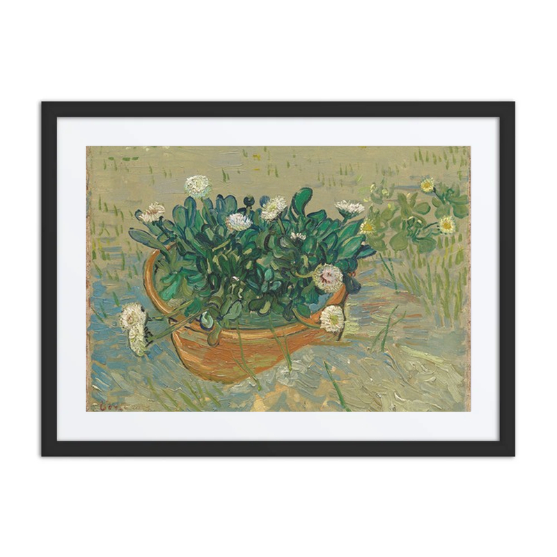 Daisies