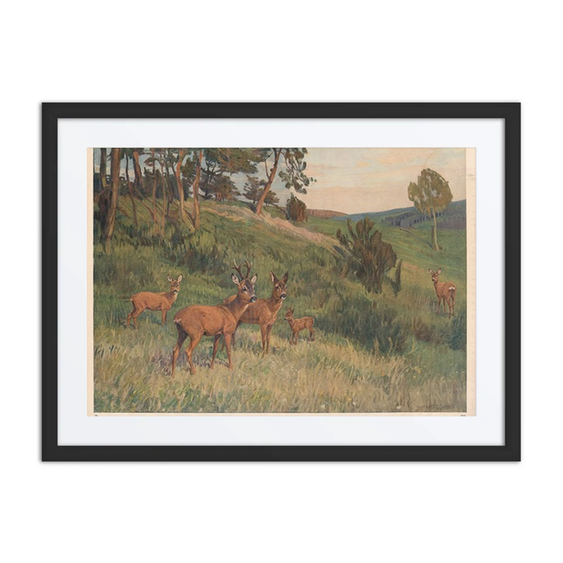 Deer in a Meadow