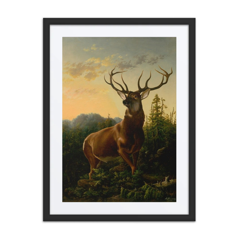 Deer in Forest Landscape