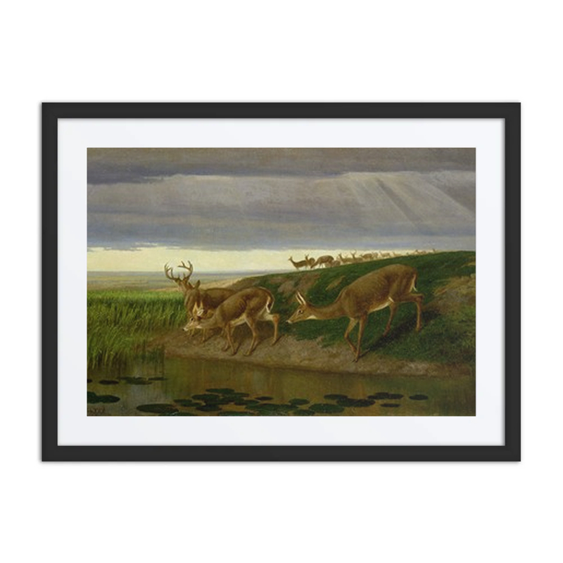 Deer on the Prairie