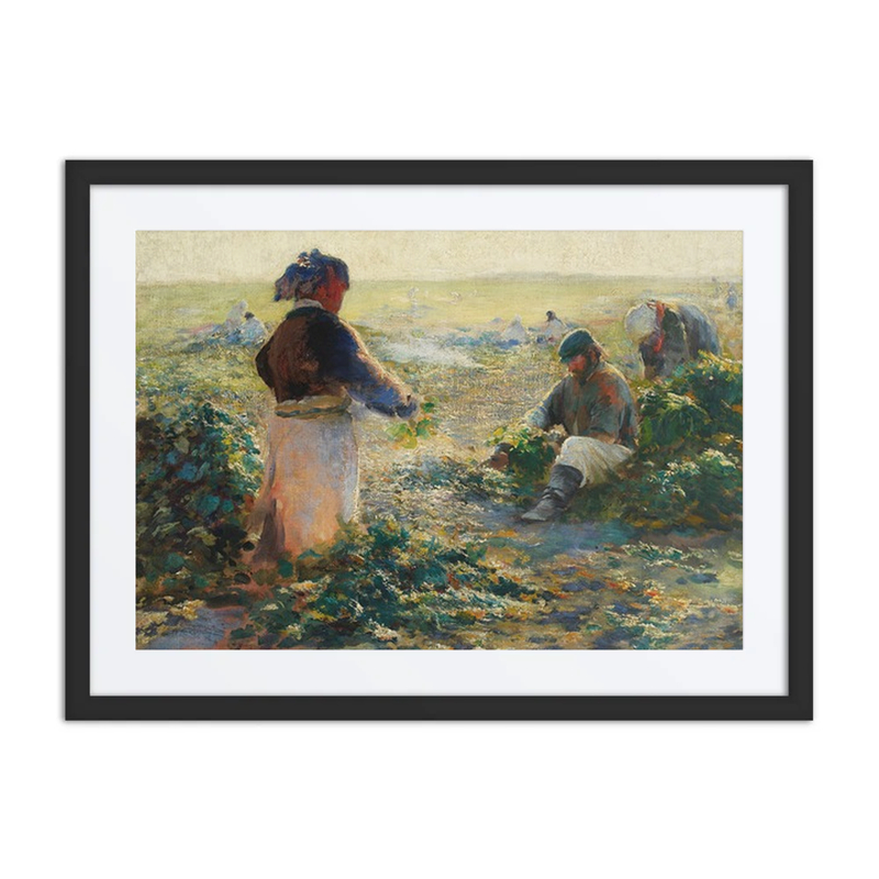 Digging Beets I