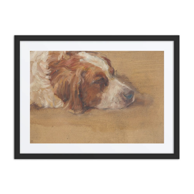Dog’s Head Study