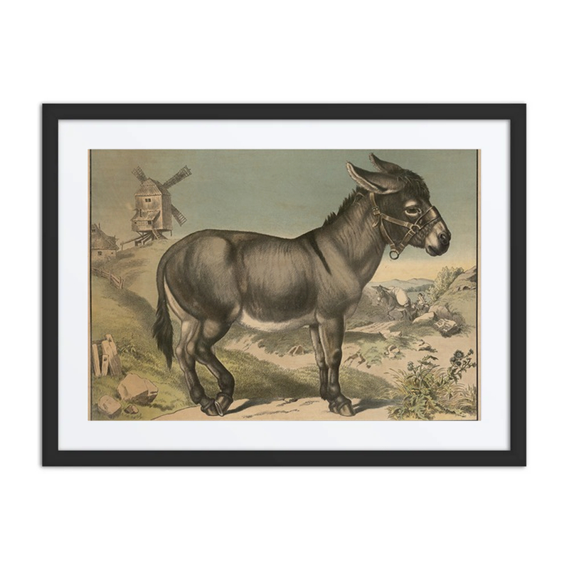 Donkey