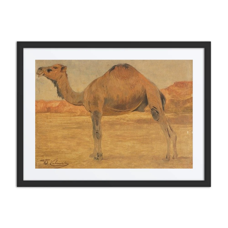 Dromedary Camel