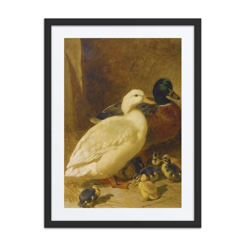 Ducks and Ducklings